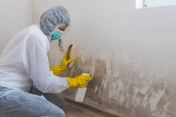Professional Mold Remediation in Whippany, NJ