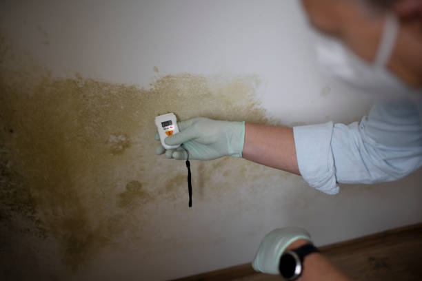 Best Attic Mold Remediation in Whippany, NJ