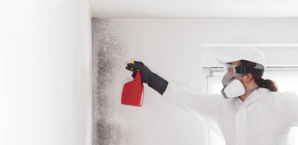 Best White Mold Remediation in Whippany, NJ