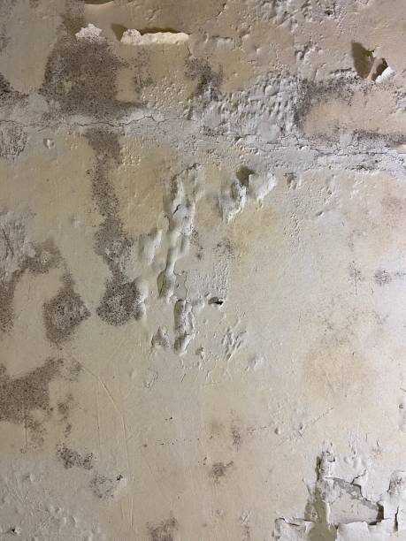 Best Emergency Mold Remediation in Whippany, NJ