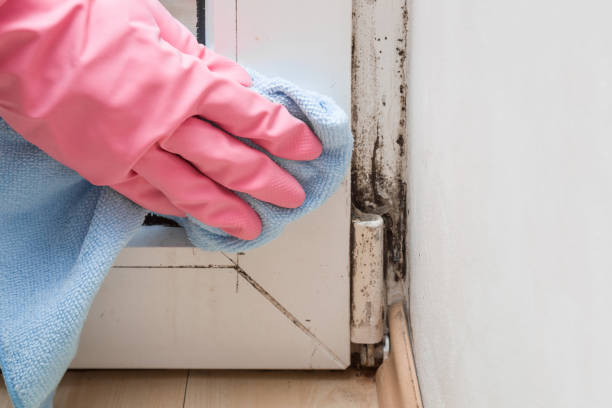 Best Basement Mold Remediation in Whippany, NJ